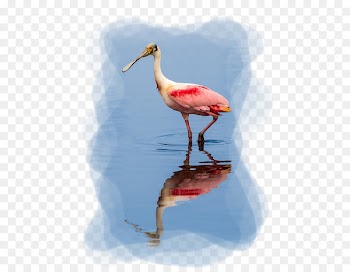 White stork The Roseate Spoonbill Bird Merritt Island National Wildlife Refuge - bird 
