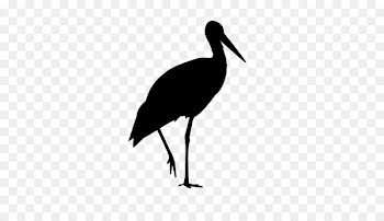 White stork Water bird Beak Neck -  