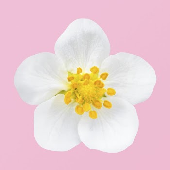 White strawberry flower clipart psd | Free PSD - rawpixel