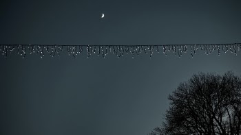 White String Lights Near Trees