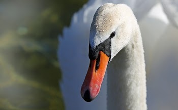 White Swan