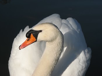 White Swan