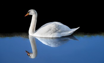 White Swan