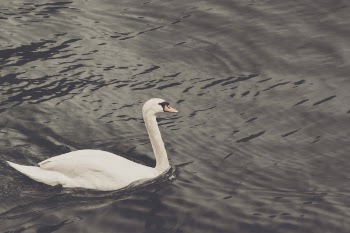 White Swan Free Photo 