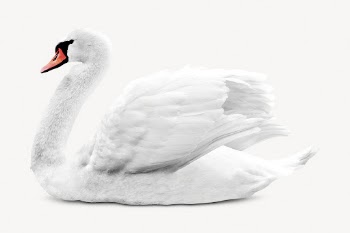 White swan isolated on white, | Free PSD - rawpixel