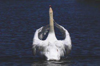 White Swan on Body of Water