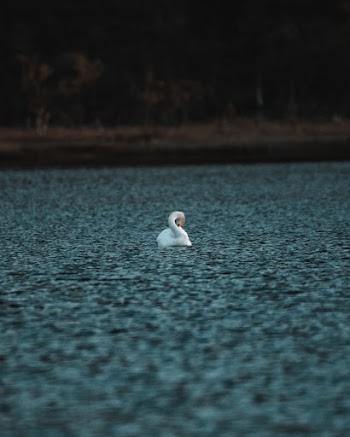 White Swan on Body of Water