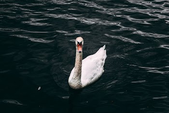 White Swan on Body of Water