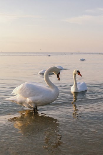 White Swan on Water · Free Stock Photo