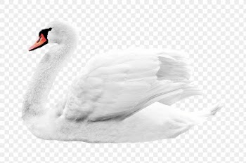 White swan png clipart, bird, | Free PNG - rawpixel