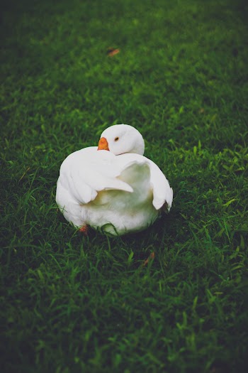 White Swan Sitting On Green Grass