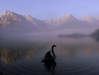 White swan swimming alone. Free | Free Photo - rawpixel