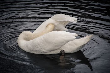 white swan swimming on water