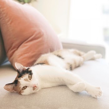 White Tabby Cat