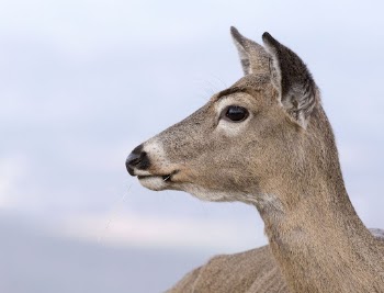White tailed deer, animal background | Free Photo - rawpixel