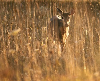 White tailed deer, animal background. | Free Photo - rawpixel