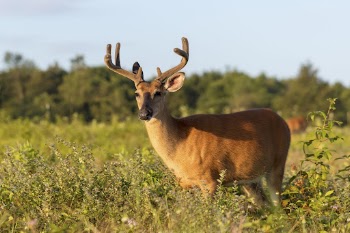 White tailed deer, animal background. | Free Photo - rawpixel
