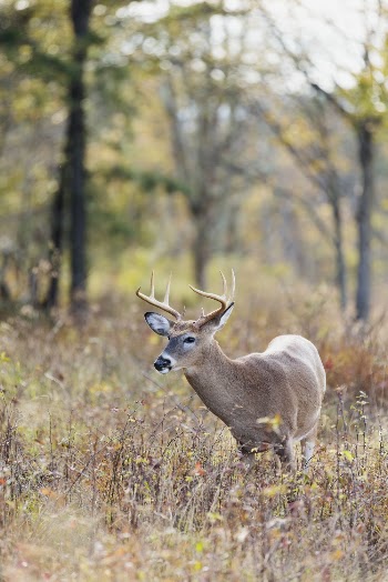 White tailed deer, animal background. | Free Photo - rawpixel