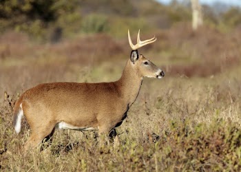 White tailed deer, animal background. | Free Photo - rawpixel