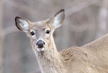 White tailed deer, animal background | Free Photo - rawpixel