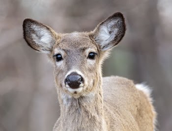 White tailed deer, animal background | Free Photo - rawpixel