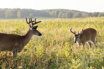 White tailed deer, animal background. | Free Photo - rawpixel