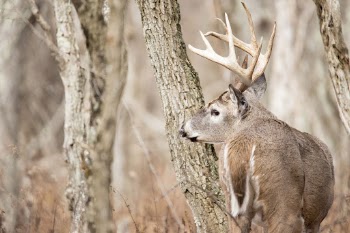 White tailed deer, animal background. | Free Photo - rawpixel
