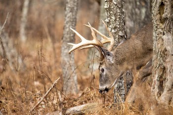 White tailed deer, animal background. | Free Photo - rawpixel