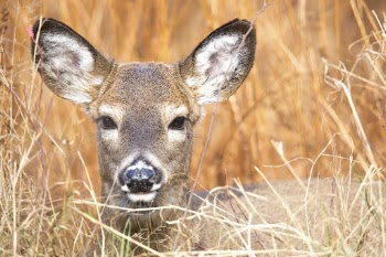 White tailed deer, animal background | Free Photo - rawpixel