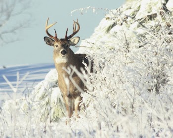 White-tailed Deer- Buck. Free public | Free Photo - rawpixel