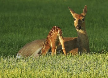 White-tailed deer, fawn Nursing. Free | Free Photo - rawpixel
