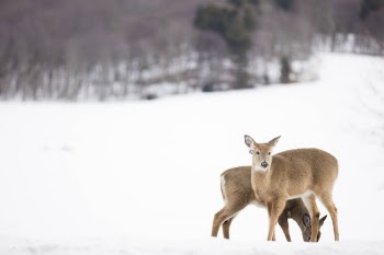 White tailed deer in winter. | Free Photo - rawpixel