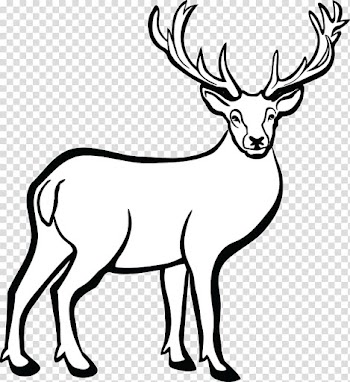 White-tailed deer Line art , deer transparent background PNG clipart