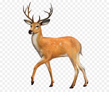 White-tailed deer Red deer Clip art - Deer 
