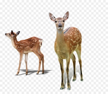 White-tailed deer Red deer Sika deer Tiger - Deer 
