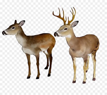 White-tailed deer Reindeer Moschus Antler -  