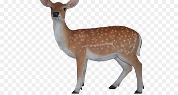 White-tailed deer Reindeer Portable Network Graphics Clip art - deer 