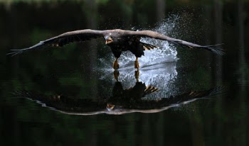 White-tailed eagle (juvenile)
Photo taken on photoworkshop. Animal in human care.
