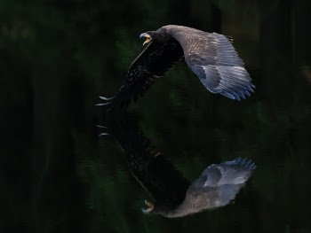 White-tailed eagle (juvenile)
Photo taken on photoworkshop. Animal in human care.
