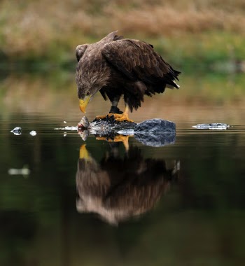 White-tailed eagle
Photo taken on photoworkshop. Animal in human care.