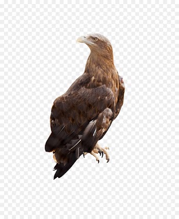 White-tailed eagle Stock photography Alamy - eagle 