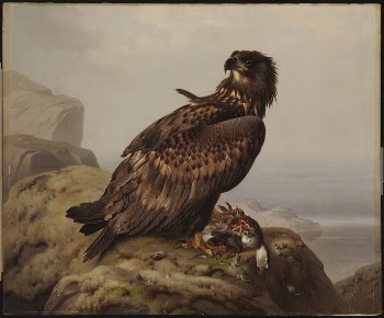 White-tailed eagle with its prey, | Free Photo - rawpixel