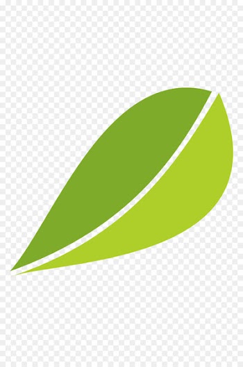 White tea Fuding Green tea Leaf - Fuding white tea leaves leaves vector material 