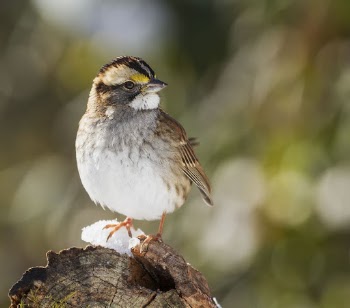 White-throated sparrow bird. Free public | Free Photo - rawpixel