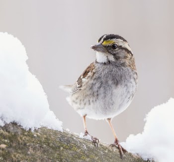 White-throated sparrow bird. Free public | Free Photo - rawpixel