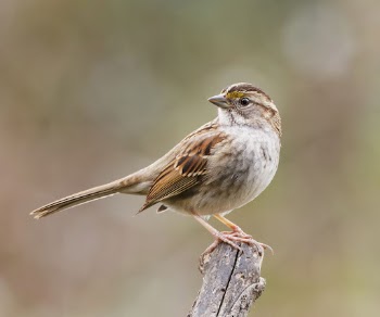 White-throated sparrow bird. Free public | Free Photo - rawpixel