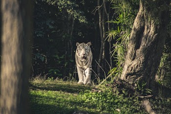 White Tiger