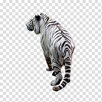 White tiger , White Tiger transparent background PNG clipart