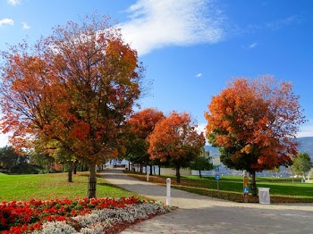 White Trash Bin Under Red Leaves Tree