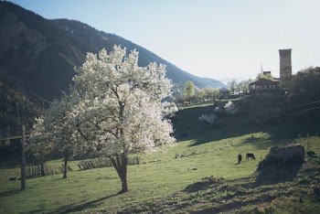 White Tree